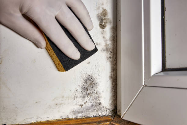 Best Attic Mold Removal  in Poynette, WI